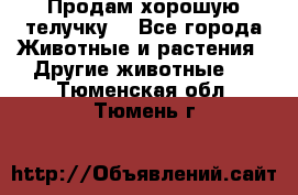 Продам хорошую телучку. - Все города Животные и растения » Другие животные   . Тюменская обл.,Тюмень г.